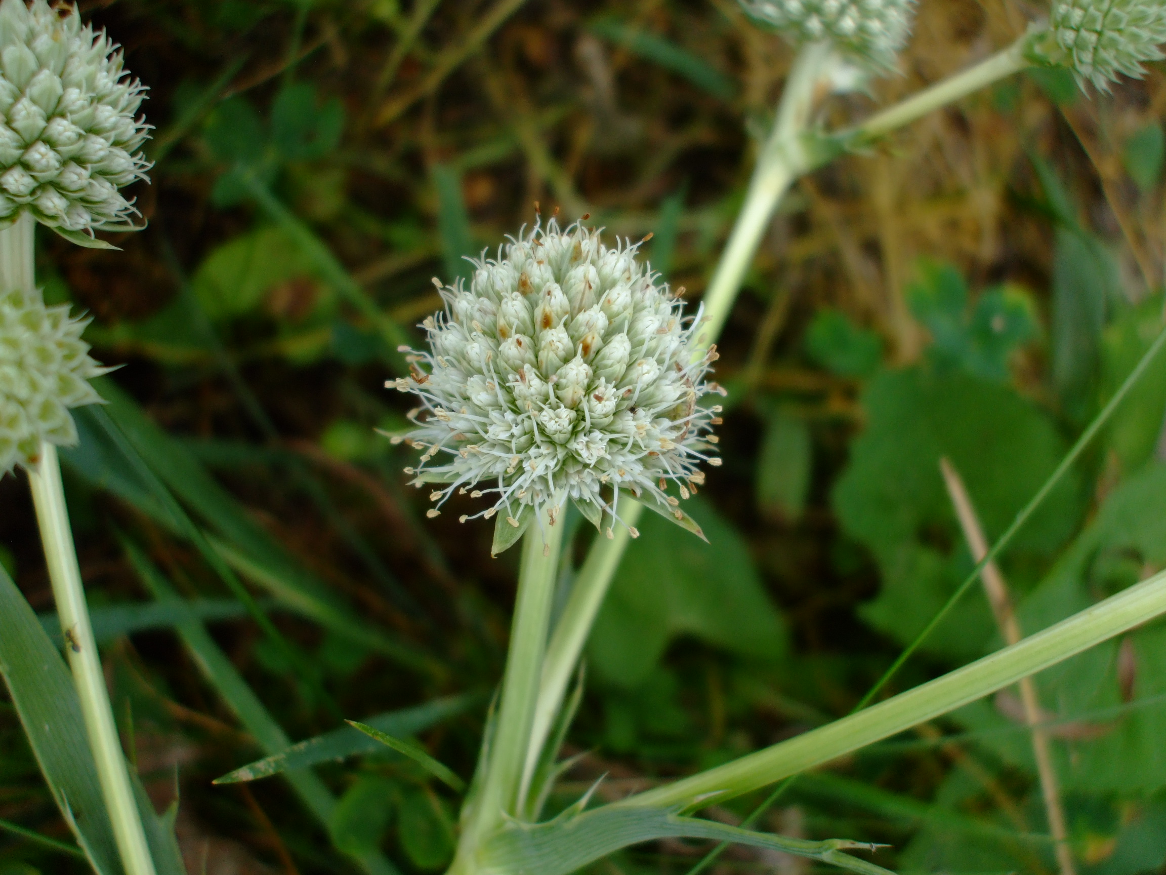 Eryngium yuccifolium
